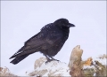 Alaska;Kenai-Peninsula;Northwestern-Crow;Crow;Corvus-caurinus;one-animal;close-u